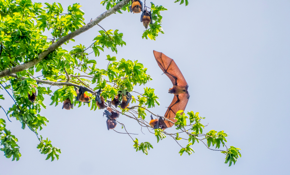 Pemba Flying Foxes