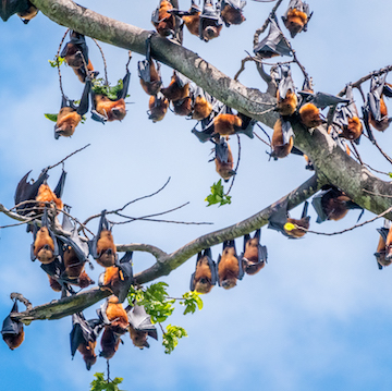 Pemba Flying Foxes